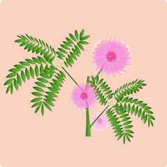 Seed Pack