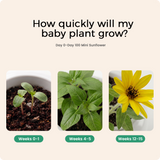 Mini Sunflower growth timeline in PlantBot from week 1 to week 15, demonstrating successful indoor gardening from seeds.