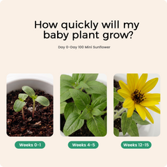 Mini Sunflower growth timeline in PlantBot from week 1 to week 15, demonstrating successful indoor gardening from seeds.