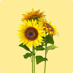 Seed Pack