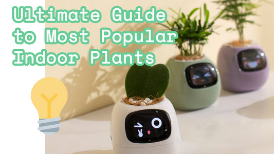 The Ultimate Guide to the Most Popular Indoor Plants