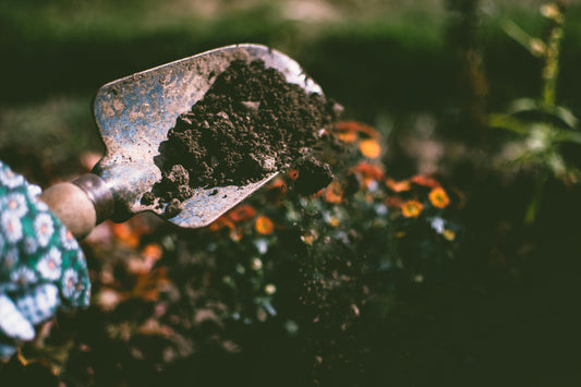 The Ultimate Guide to Fertilizer for Indoor Plants