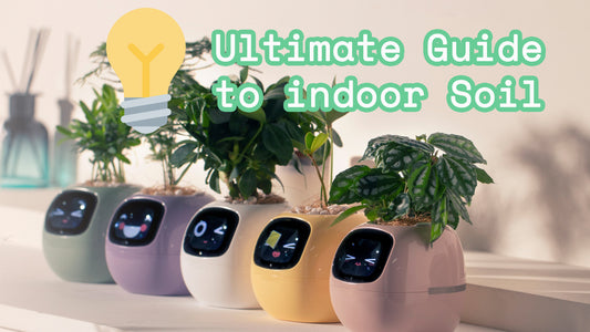 The Ultimate Guide to Using Soil for Indoor Planting