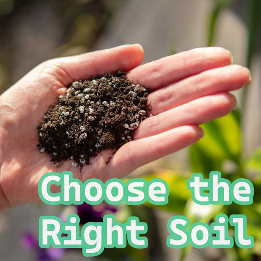 Plant Care: The Ultimate Guide to Choosing the Right Soil for Indoor Planting