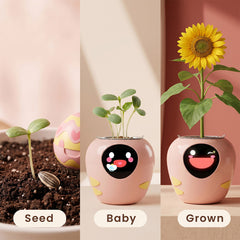 5-in-1 Seed Pack (Daisy, Mini Sunflower, Basil, Mimosa, Lavender)