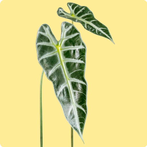 Alocasia Bambino Arrow