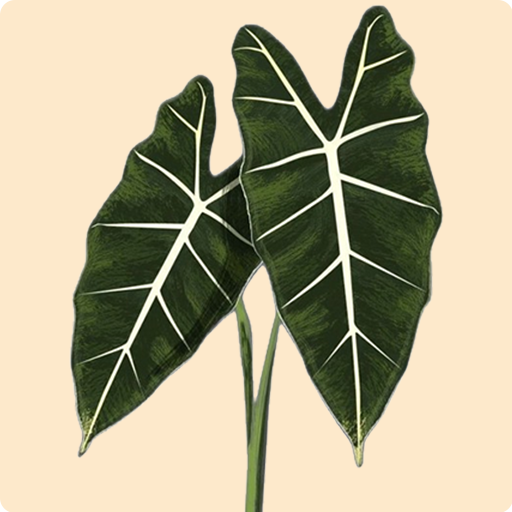 Green Velvet Alocasia