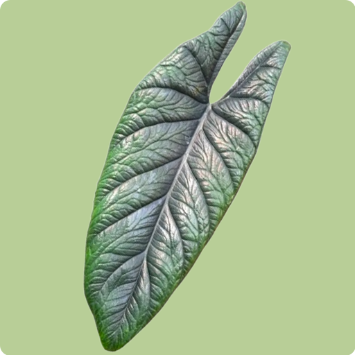 Alocasia Scalprum