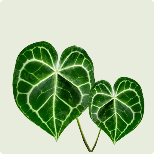 Anthurium Clarinervium