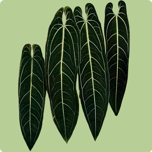 Queen Anthurium