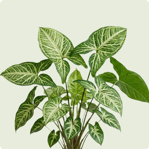 Arrowhead Plant