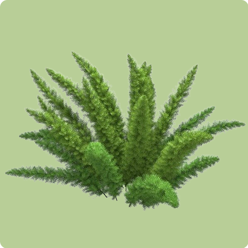 Foxtail Fern