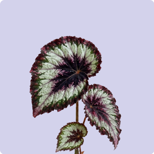 Begonia Rex