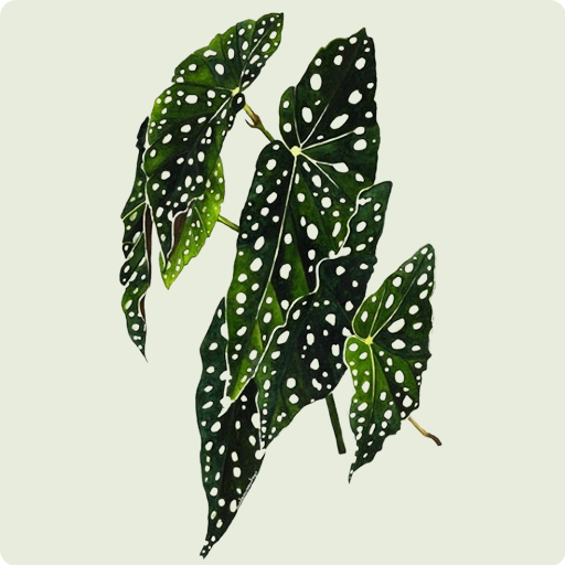 Begonia Maculata