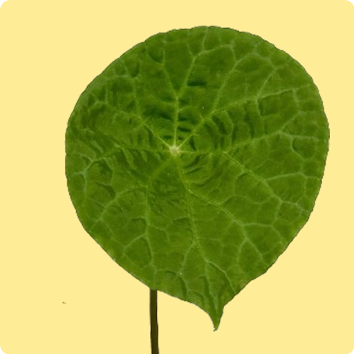 Begonia Natunaensis