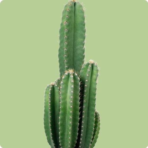Cacti