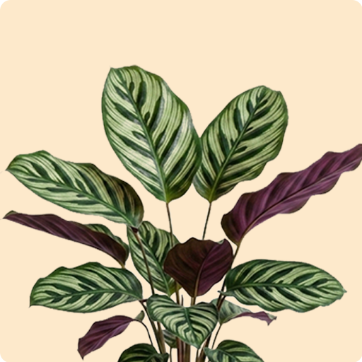 Calathea spp.