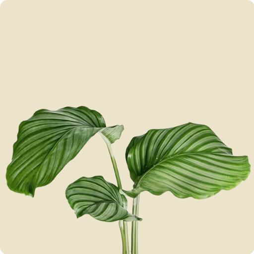 Calathea Orbifolia