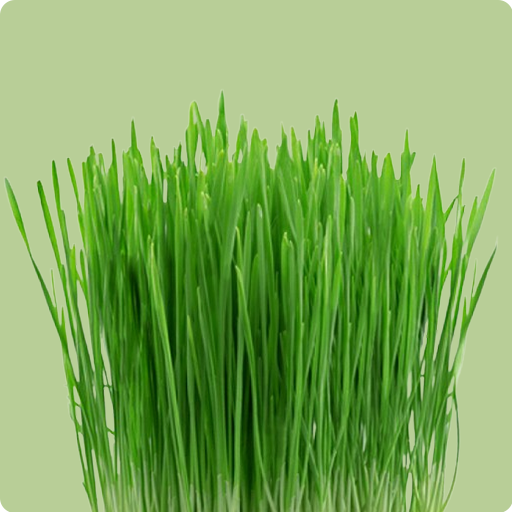Cat Grass