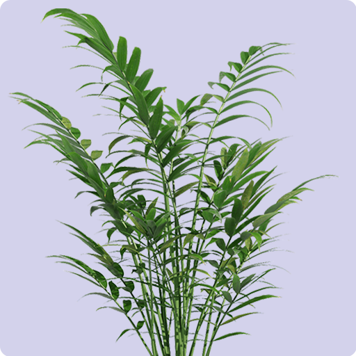 Parlor Palm