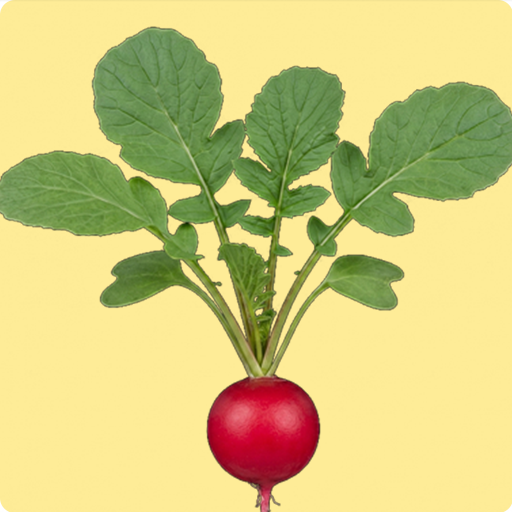 Cherry Radish