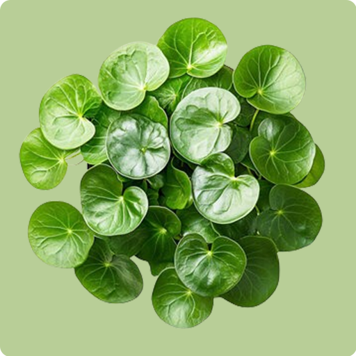 China Money Plant