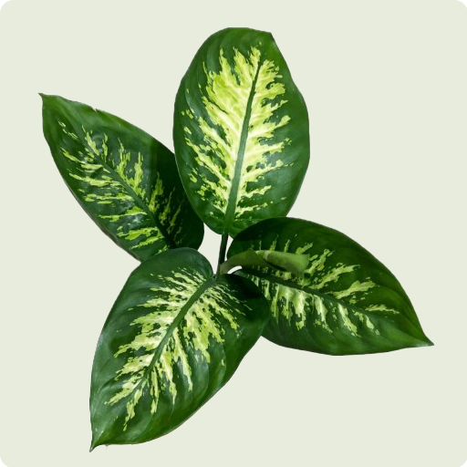 Dieffenbachia seguine