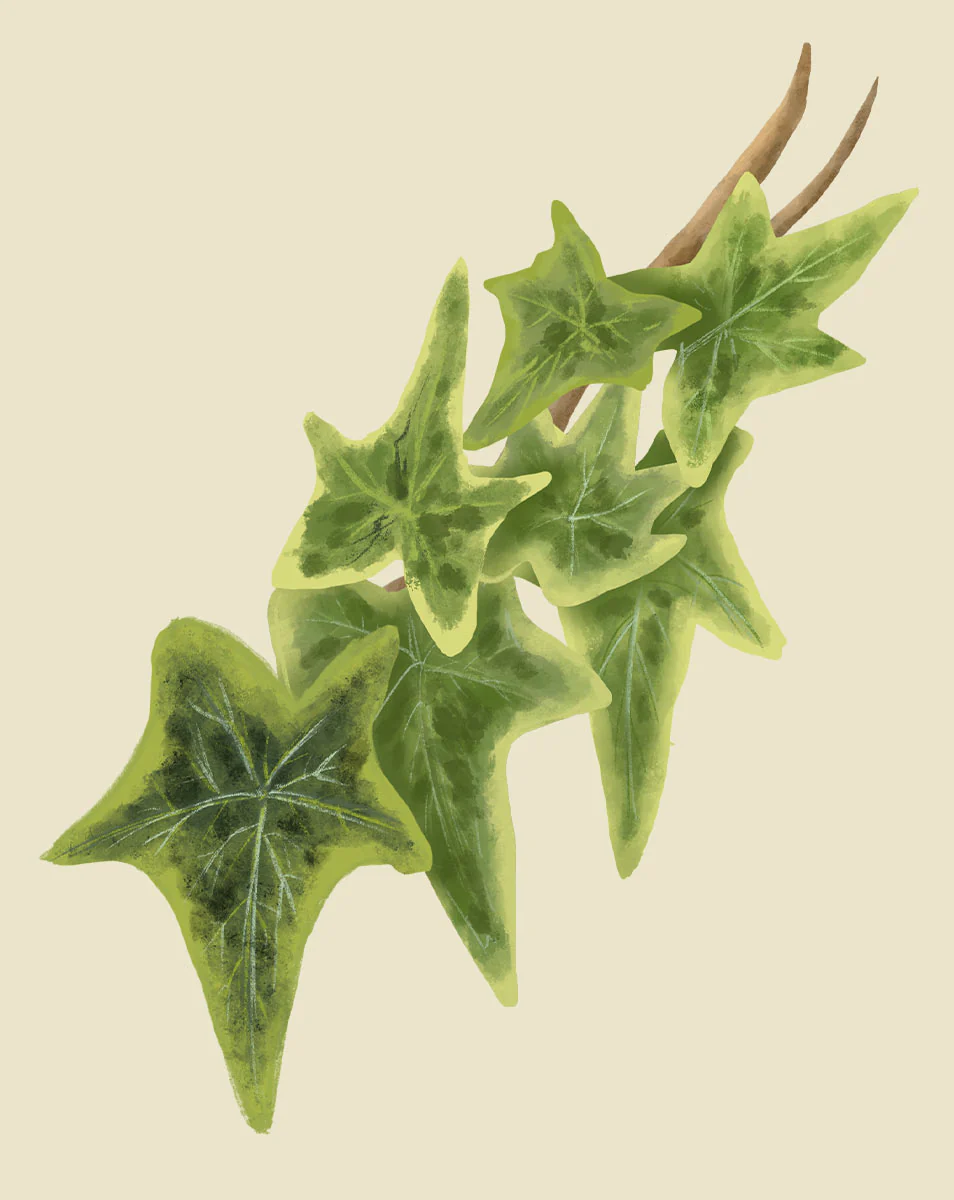 Ivy