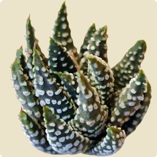 Haworthia Fasciata