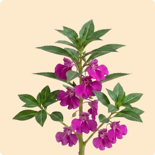 Impatiens