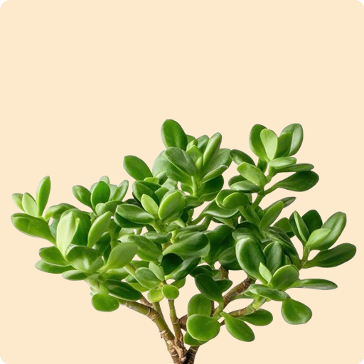 Jade Plant