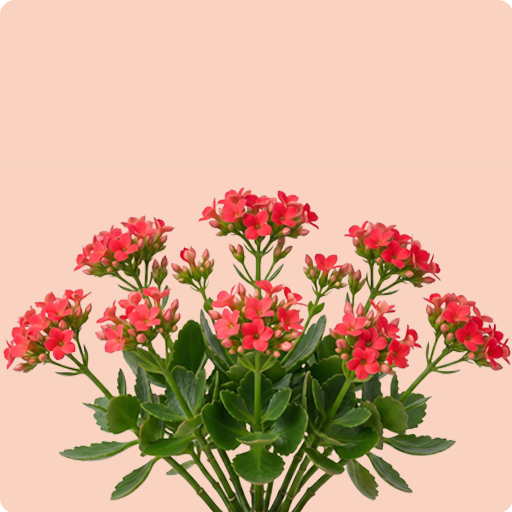 Kalanchoe