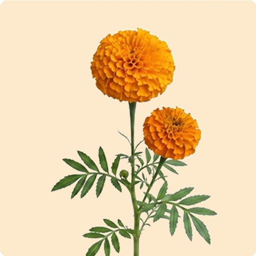 Marigold