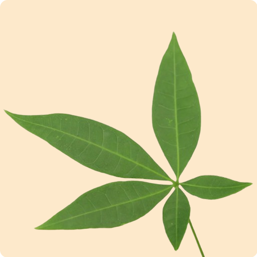 Money Tree