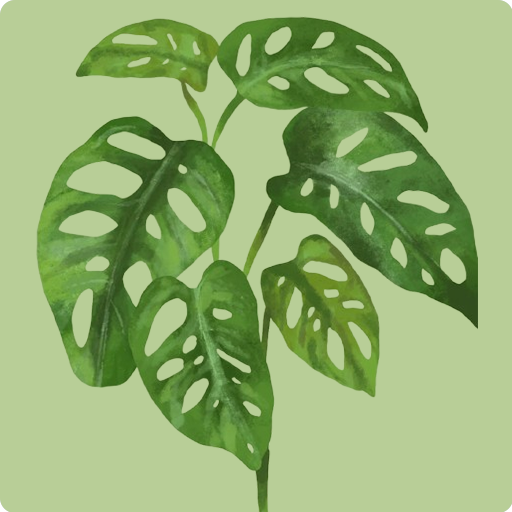 Swiss Cheese Vine