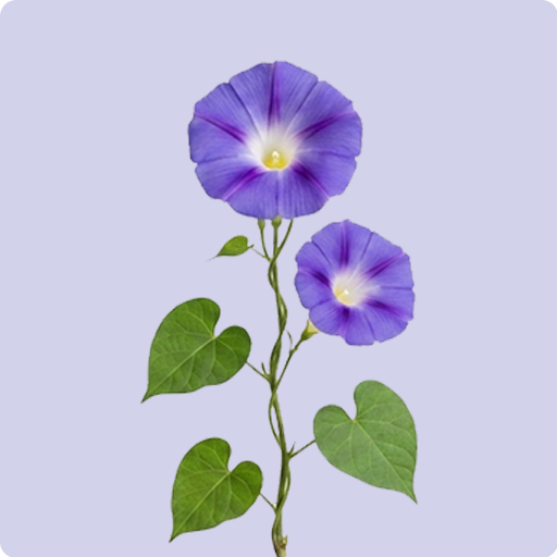 Morming Glory