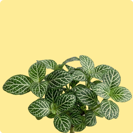 Nerve Plant