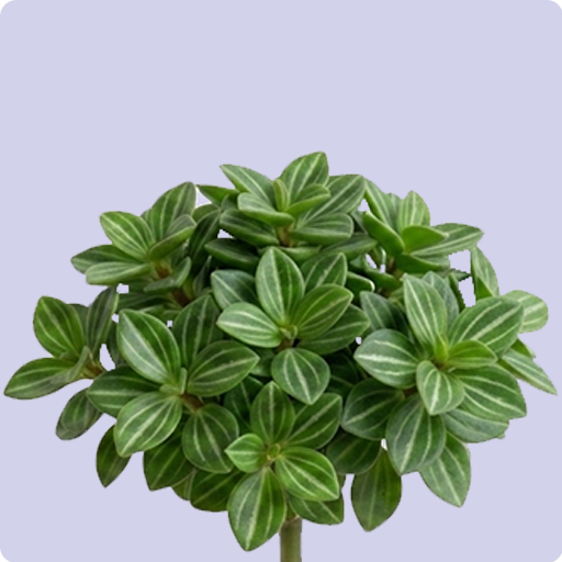 Parallel Peperomia