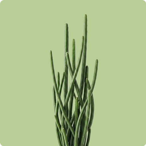 Pencil Cactus