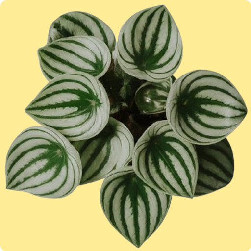 Watermelon Peperomia&nbsp;