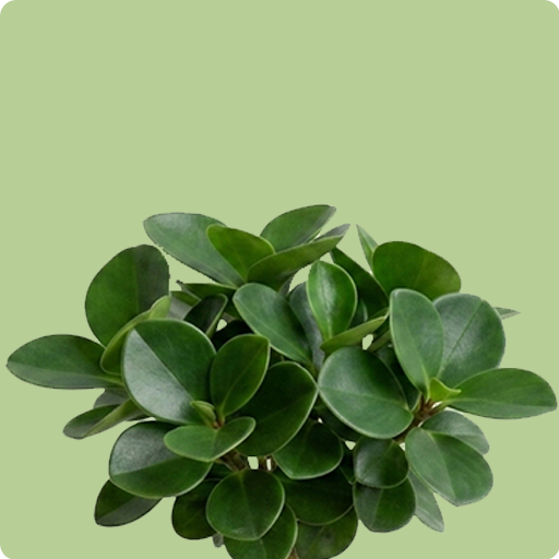 Peperomia Obtusifolia