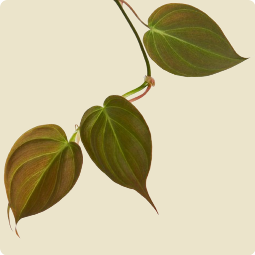 Philodendron Micans