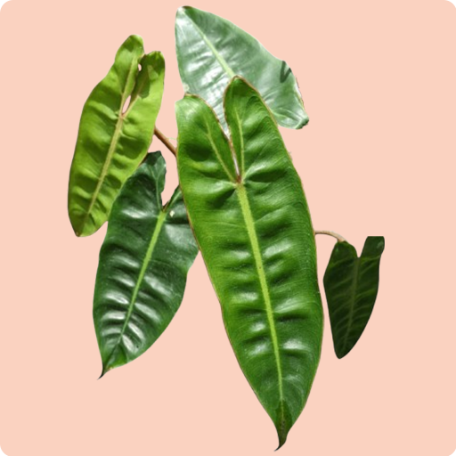 Philodendron Billietiae