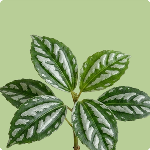 Pilea Cadierei