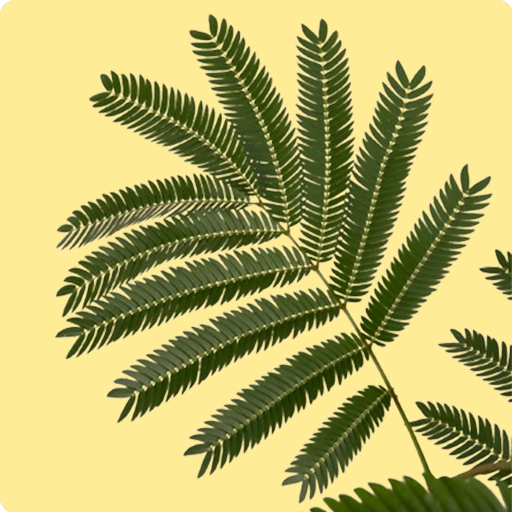 Florida Mimosa