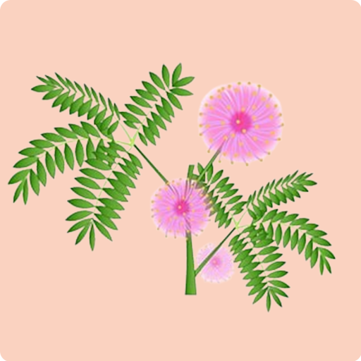 Mimosa