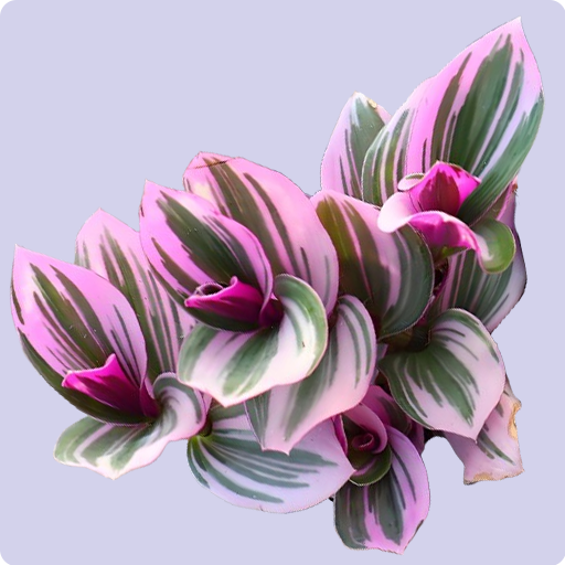 Tradescantia zebrina