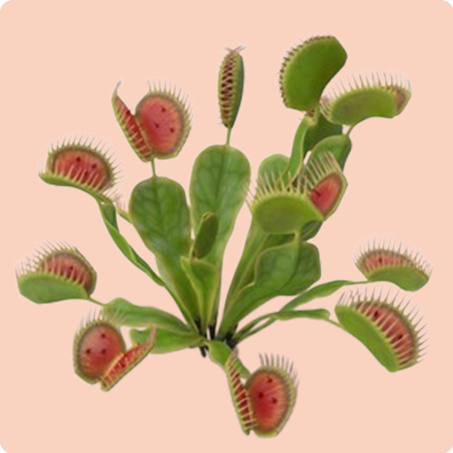 Venus Flytrap
