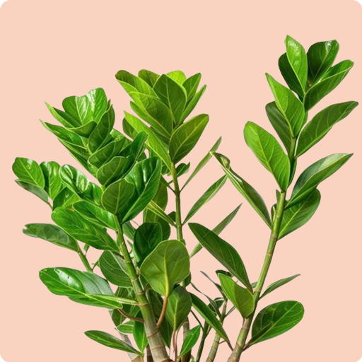 ZZ Plant