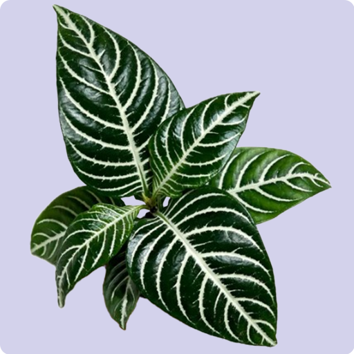 Zebra Plant